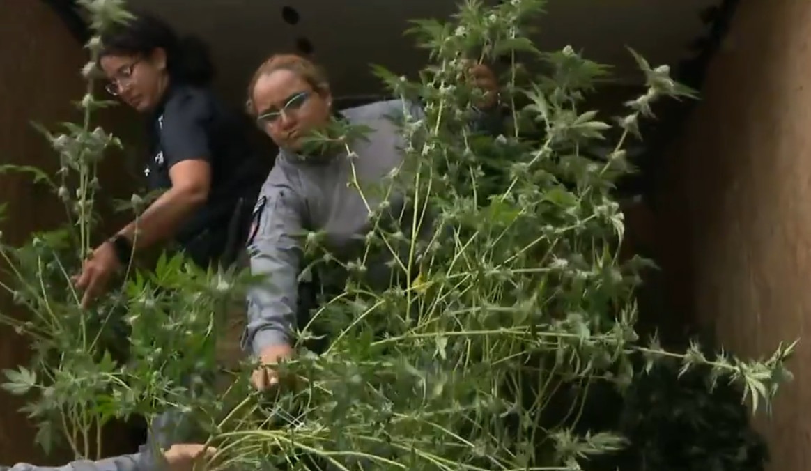 Video: Policía ocupa más de 1,000 plantas de marihuana en residencia de Caimito