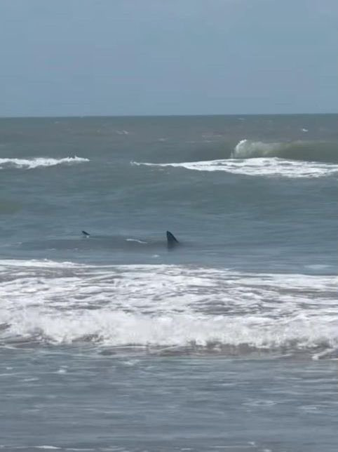 Video: Bañista es atacada por un tiburón en la Isla del Padre en Texas