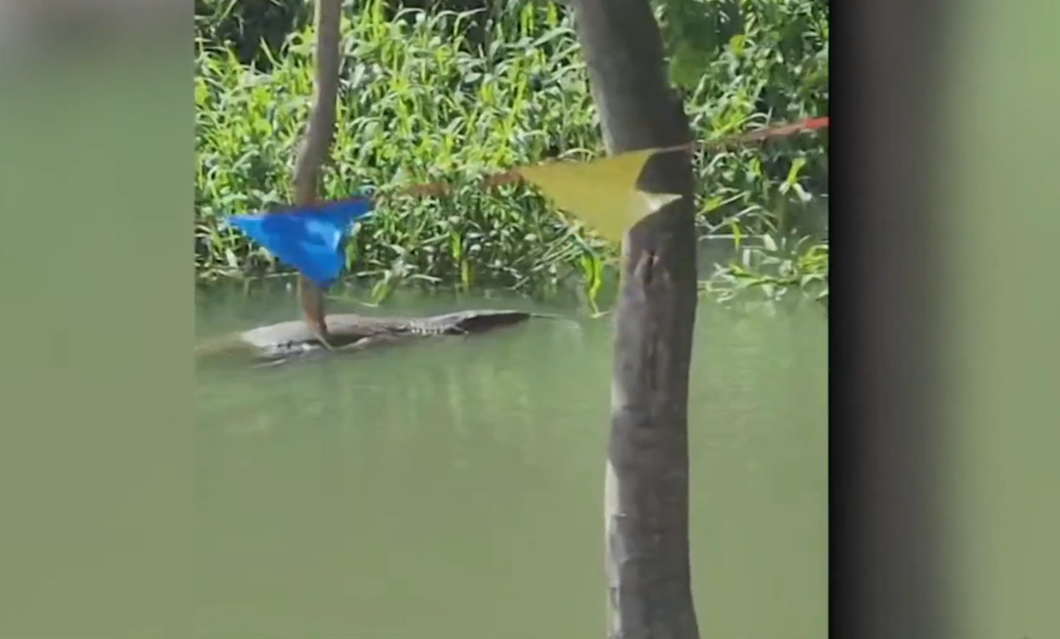 Video:Intentan atrapar enorme lagarto grabado en Fajardo
