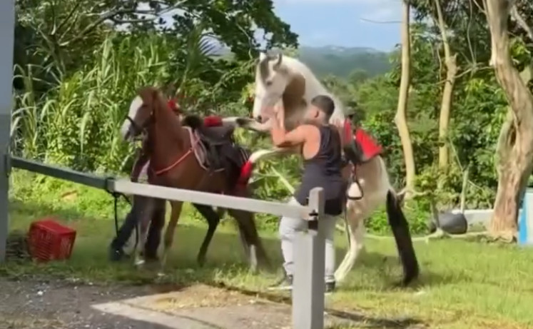 Video: "Mira, mira me cogió la Yegua" Boricua queda "Traumada" al ver lo que un caballo le hizo a su Yegua