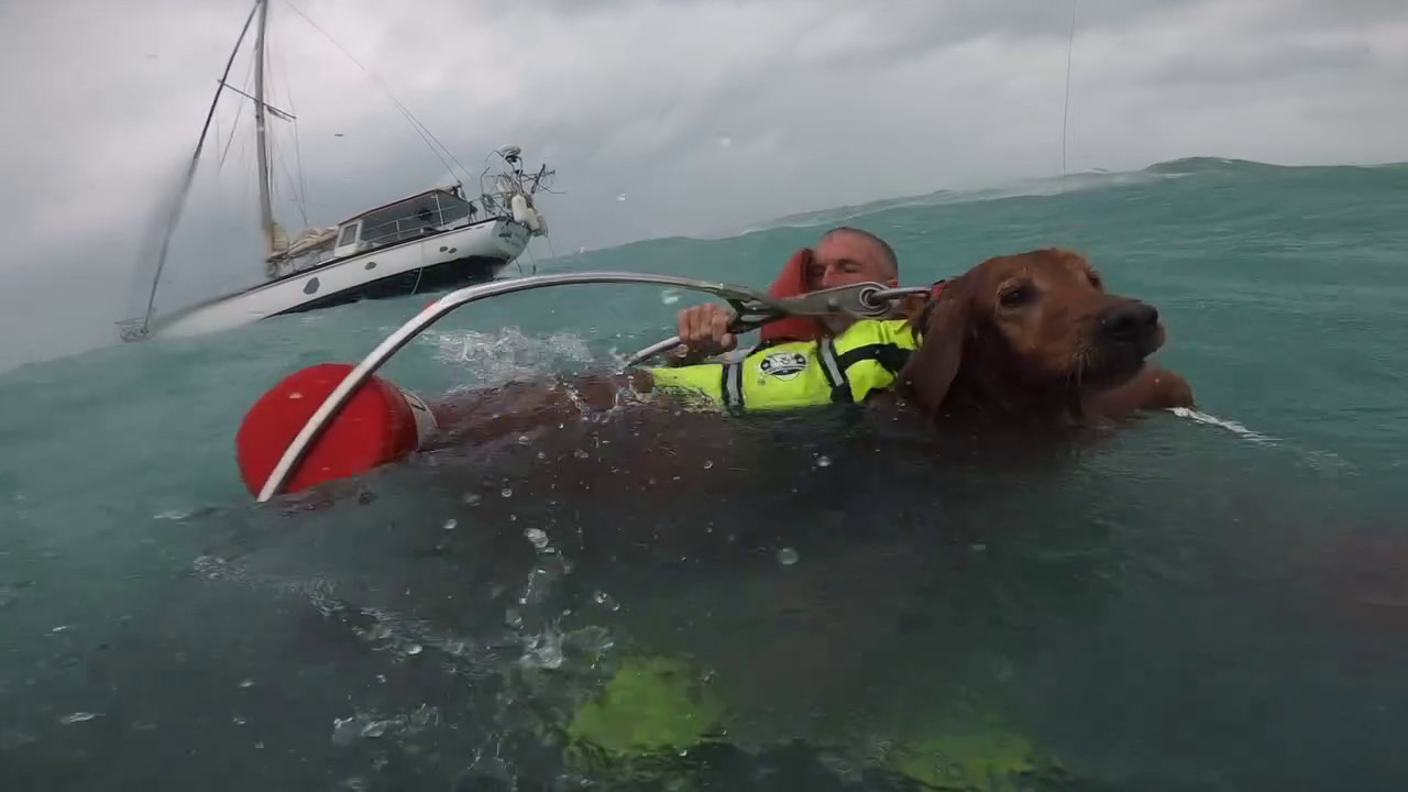 Video: Impactante Rescate de Hombre y su Perro en Medio del Huracán Helen en Playa de Clearwater