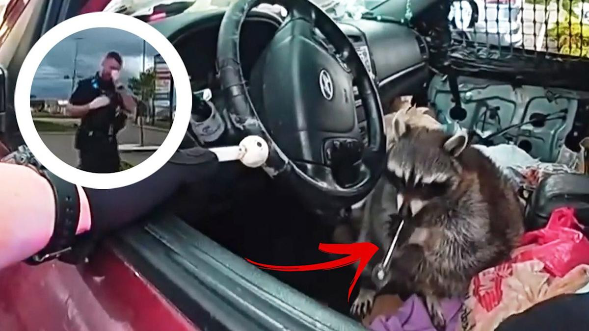 Bodycam de policía capta a un mapache fumando crack cuando arrestaban a su dueña
