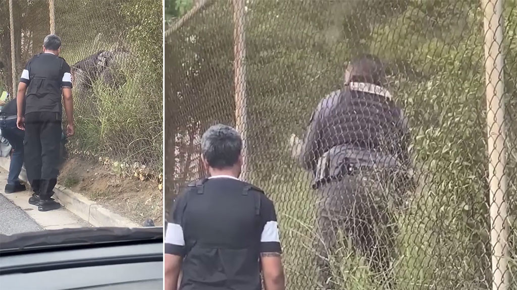 Video: Policía Municipal de Hatillo rescata iguana atrapada en una verja