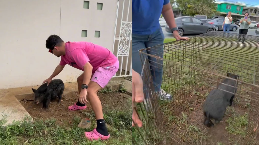 Video: Gongo ahora también anda cazando cerdos salvajes en San Juan