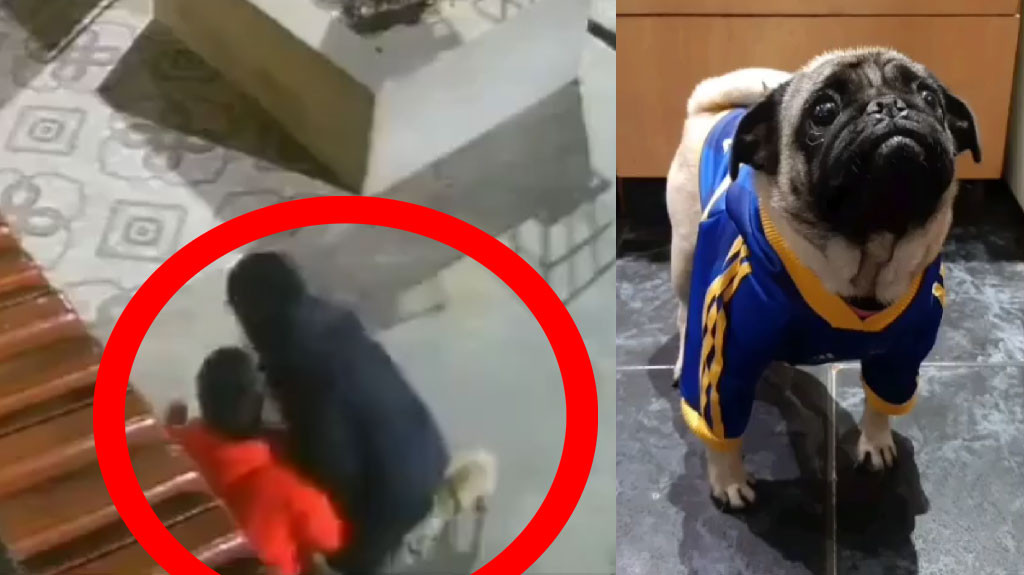 Video: Delincuentes armados en Argentina roban mascota a hombre, víctima se derrumba desconsolada