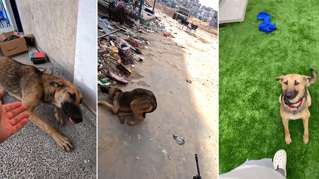 Video: Un perro maltratado encontrado en Gaza fue rescatado por un soldado de las Fuerzas de Defensa de Israel. Ahora vive su mejor vida en Israel.