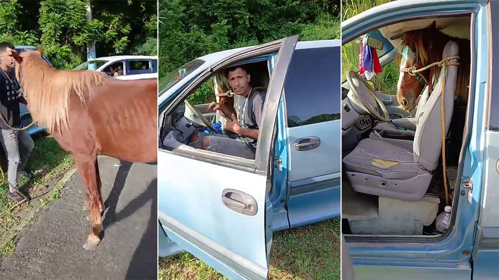 Video: Este Boricua montó su caballo en una Minivan