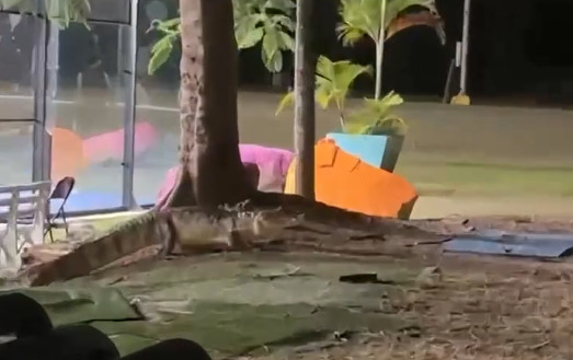 Video: Captan a un caimán merodeando por las instalaciones de Ecos Sport Bar en San Juan