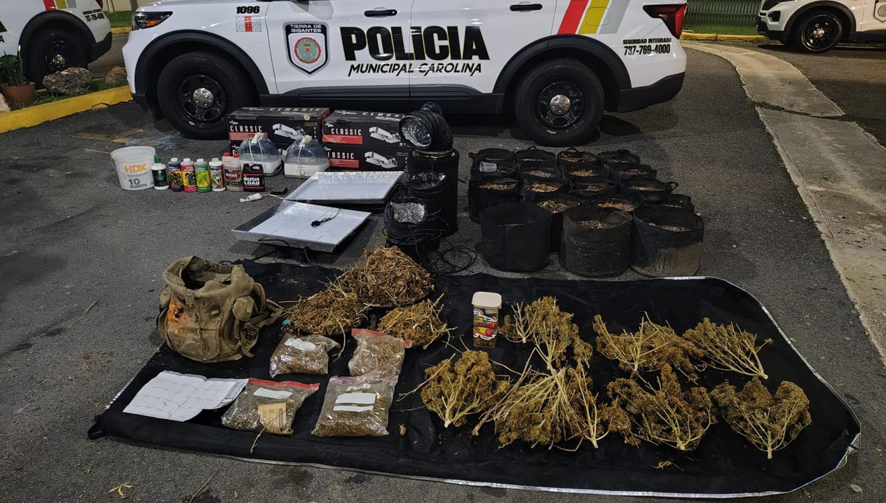 Video: Fotos: Municipales de Carolina ocupan invernadero de marihuana
