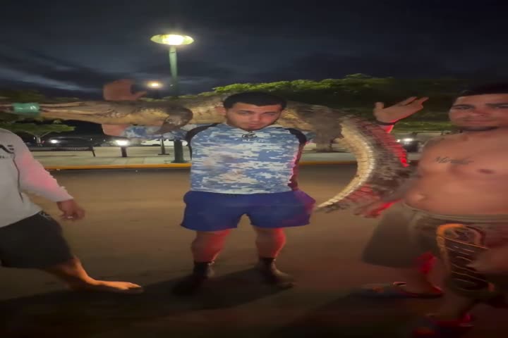 Video: Gongo capturan caimán de más de 100 libras en Barceloneta