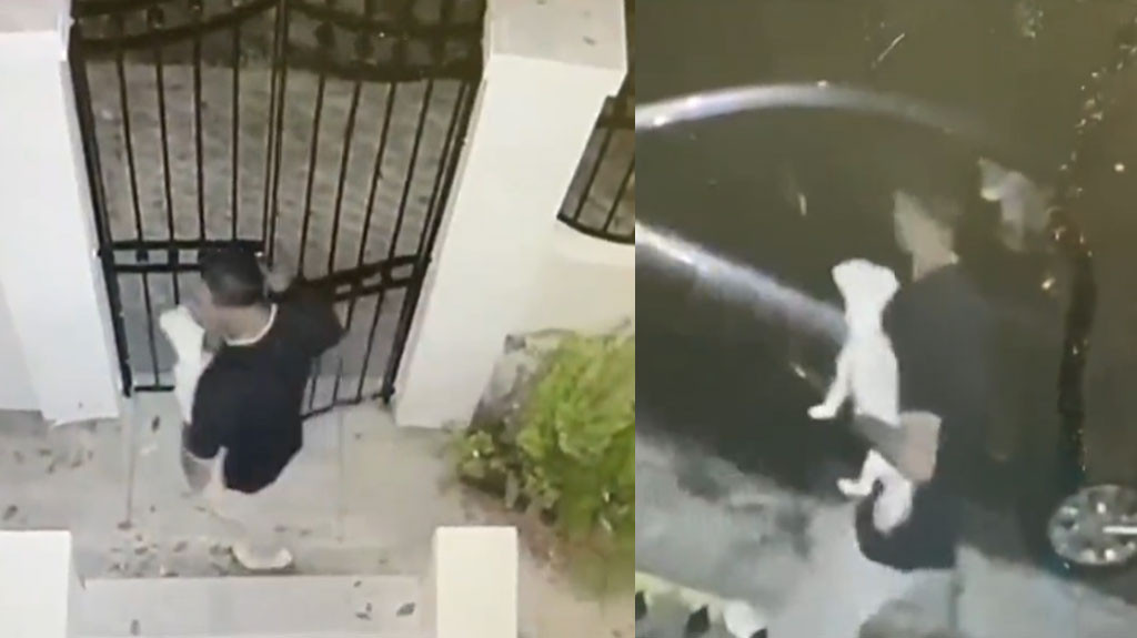 Video:¡Buscan a Snowy! Sujeto hurta perrita de una casa en Miramar