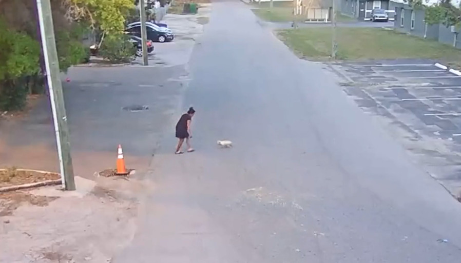 Video:Arrestan a mujer tras ser captada en video lanzando y pateando un perro en una calle de Florida