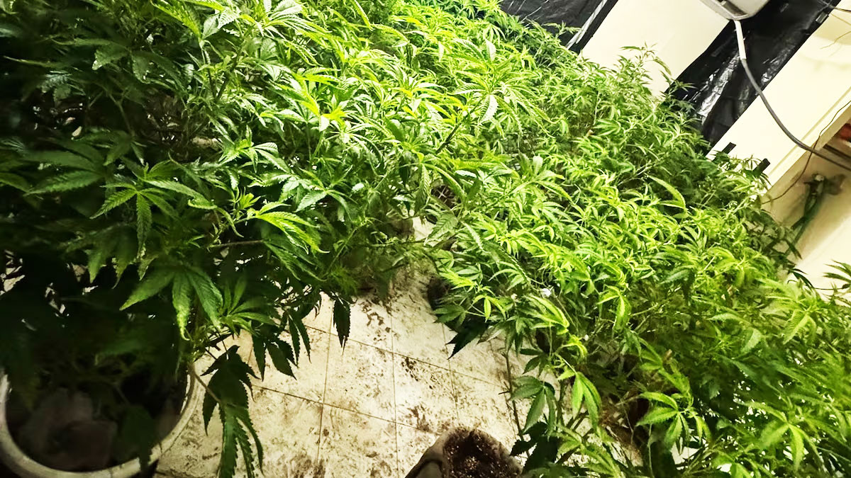 Video: Ocupan invernadero de marihuana en urbanización de Caguas