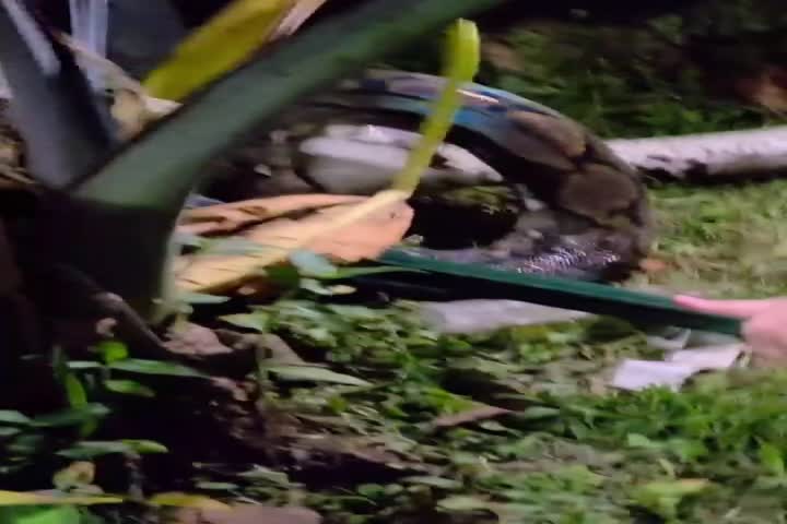 Video: Familia en Bayamón intentan rescatar a su gato de una serpiente