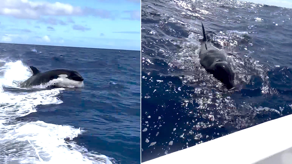 Video:Encuentro de Pescadores con Orca en las Costas de Aguadilla