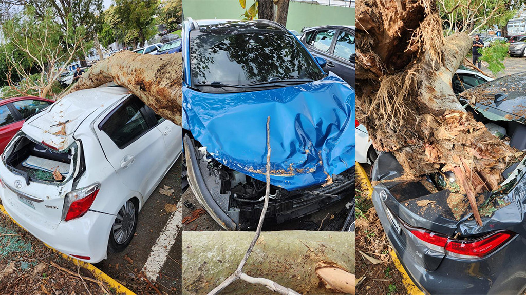 Video: Árbol cae sobre vehículos en el centro médico