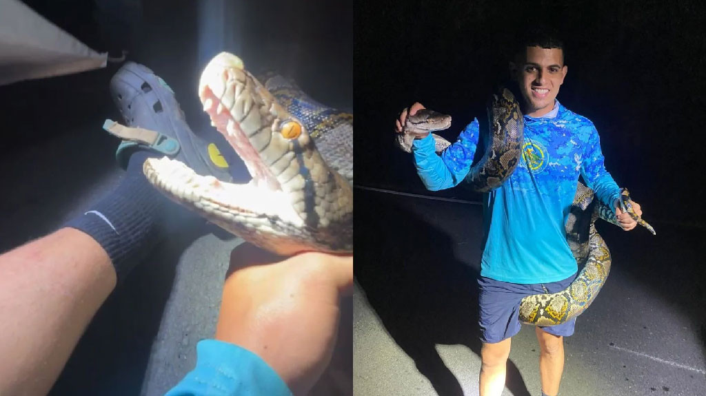 Video: Capturan pitón de 14 pies en Guaynabo