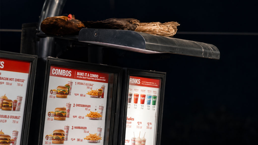 Video: Gallinas te reciben en el Servi-carro de Burger King en PR