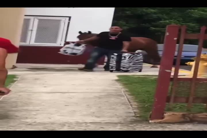 Video: Viral video del Boricua que lo botaron de la casa con "To" y caballo