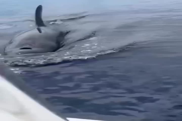 Video: Impresionante encuentro de Boricuas con ballenas entre Vieques y St Croix