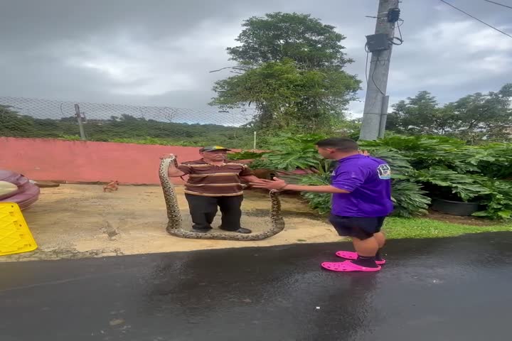 Video: Gongo a Doncito de Agua Buenas  ¿Por qué mataste a esa culebra?