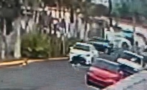 Video: Captado en video: Conductor en Cidra atropella a un perro y continúa la marcha como si nada hubiera ocurrido