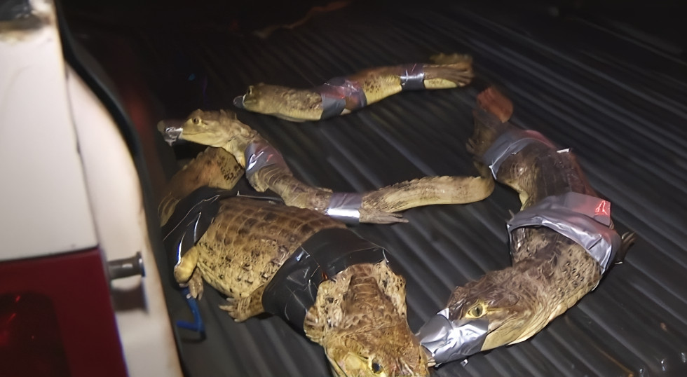 Video: Policía encuentra cuatro caimanes en residencial de Carolina