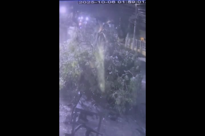 Video: En RD, un árbol les salva la vida a varias personas