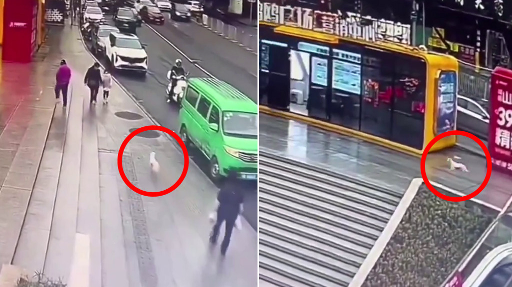 Video: Después de años de búsqueda incansable, un fiel perro perdido finalmente encuentra a su amado dueño