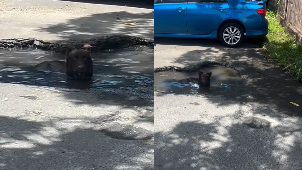 Video: Este hoyo en una carretera de PR le vino bien a este perrito