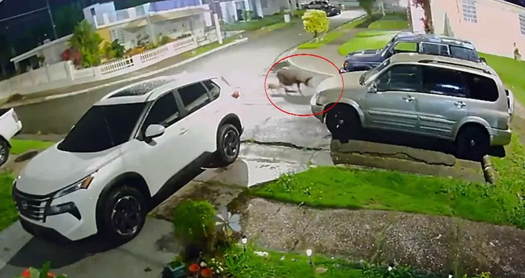 Video:Cerdos convierten calles de Corozal en su nuevo corral