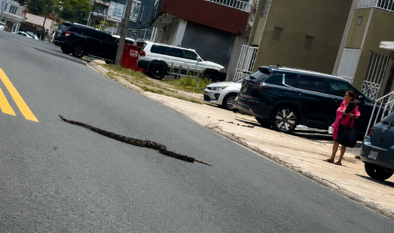 Video viral: Gigantesca serpiente paseándose por una carretera de Bayamón