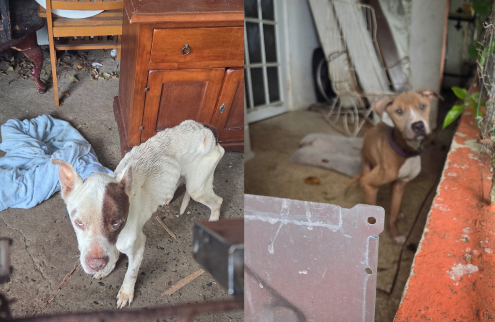 Video:Rescatan 13 perros abandonados dentro de residencia en Bayamón