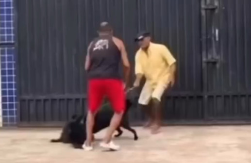 Video: Ellos dos se empaquetaron a los puños y sus perros a los mordiscos