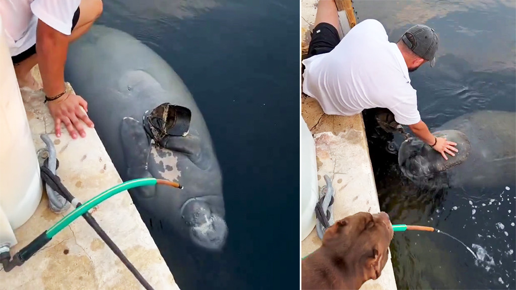 Video: Un manatí se acerca a un hombre para que lo ayude a quitarse una red de pesca en la que estaba enredado