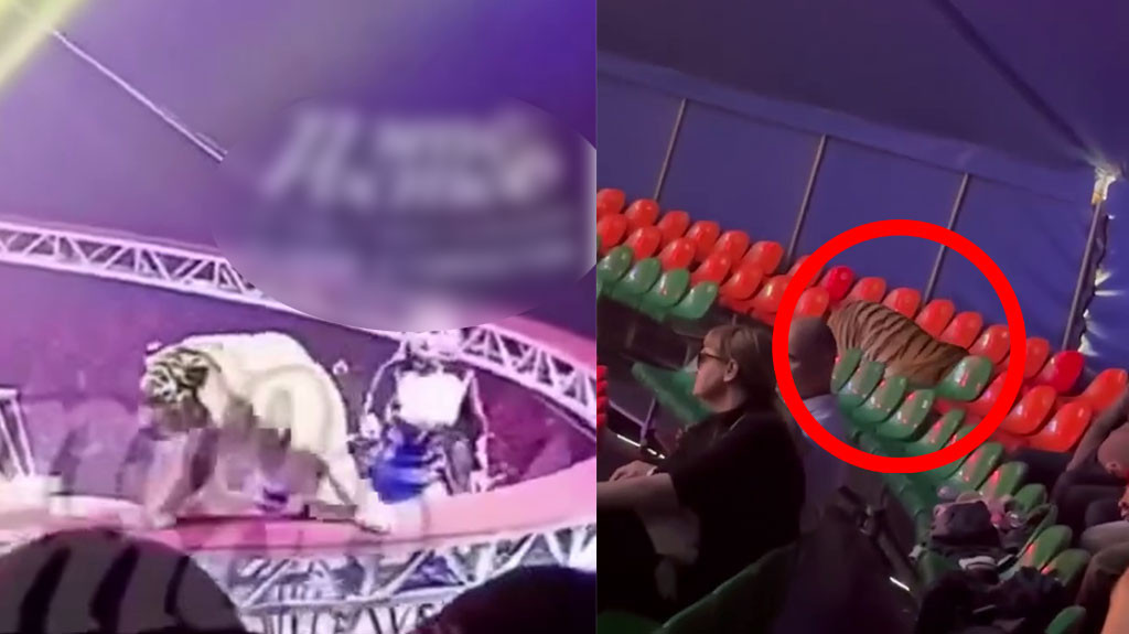 Video: Tigre salta hacia el público en circo de Rusia y desata el pánico