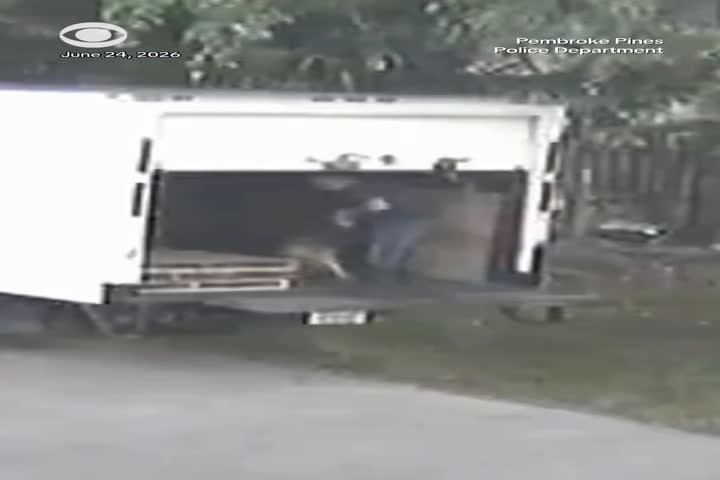 Video: Arrestan a hombre tras ser captado lanzando y abandonando a un perro anciano en Florida