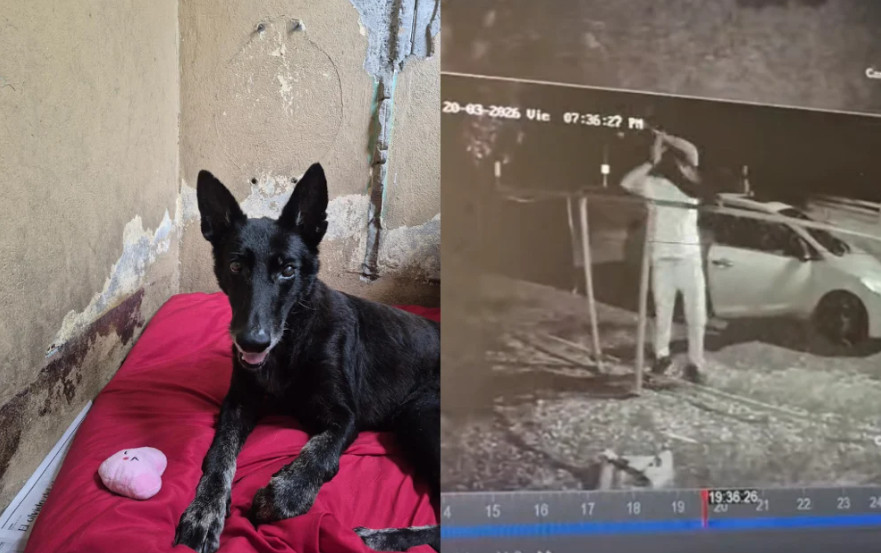 Video: Captado en video hombre arrojando a perrita por encima de verja, la abandona en refugio de Cabo Rojo