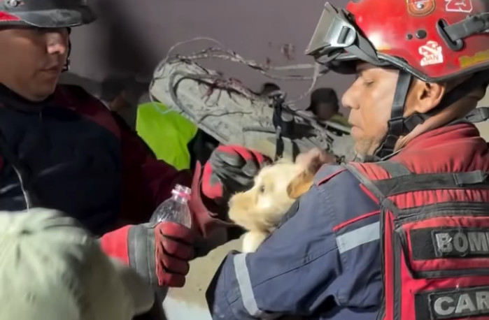 Video: Momento en que rescatan un perrito de estructura colapsada en Venezuela