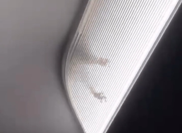 Video: Rata aparece en pleno vuelo de Spirit Airlines