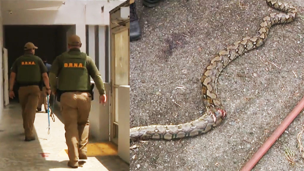 Video: Las pitones invaden Naranjito