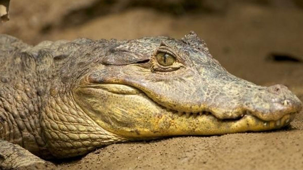 Captan en video a un cocodrilo en el lago Canta Sapo en Santa Isabel