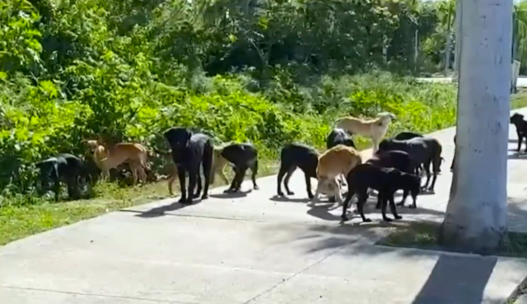 Video:¡Temen una tragedia! Jauría ataca a residentes de Yauco
