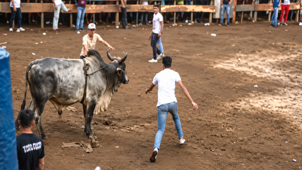 Video: El toro se quedó ¿y que, a mi para que me trajeron?