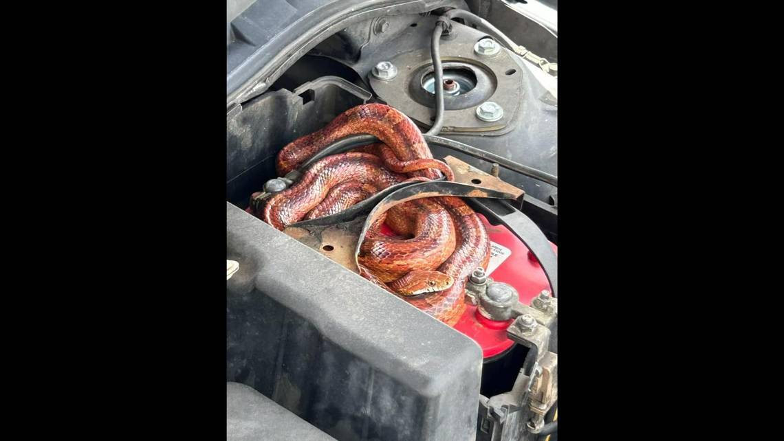 Video: Una persona en Florida reporto una enorme Pitón en el motor de su carro, pero cuando las autoridades llegaron resulta ser algo más pequeño y menos amenazador