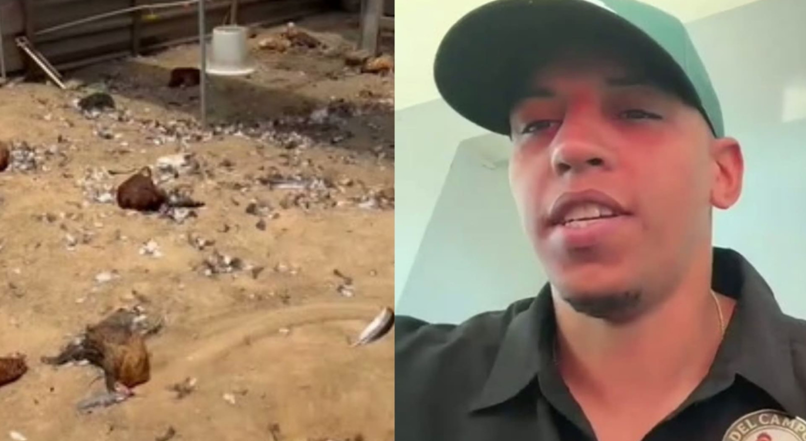 Video:Avicultor denuncia la pérdida de unas 400 gallinas por ataque de perros en Hatillo