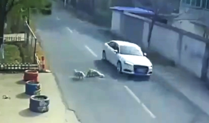 Video: Perritos callejeros ayudan a rescatar a otro perrito atropellado y no lo dejan solo
