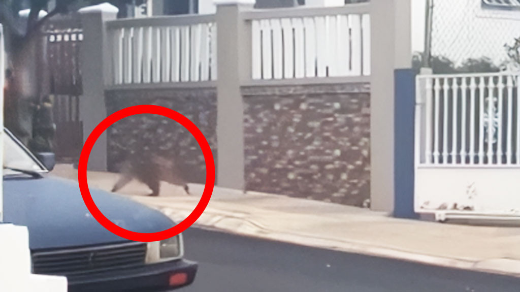 Captan en vídeo mono brincando de casa en casa en Orocovis