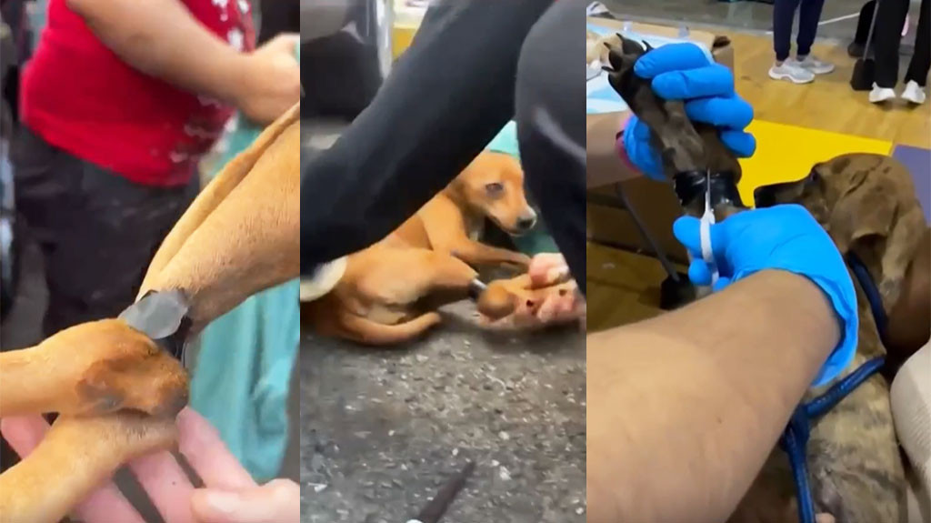 Video: Con sus patas amarradas con “tape” negro abandonan perritos en evento de esterilización en Vega Baja