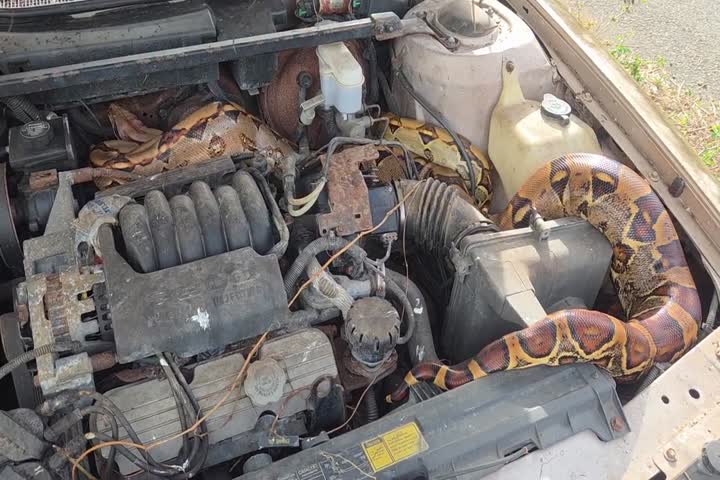 Video: Ciudadano en PR se encuentra con tremenda sorpresa en el motor de su carro